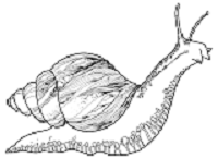 cropped-Localicocot_thumb